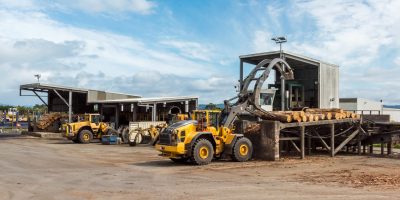 Celebrating a Decade of Northland Debarking